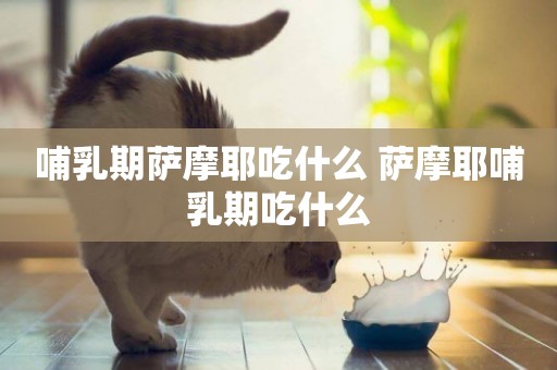 哺乳期薩摩耶吃什么 薩摩耶哺乳期吃什么