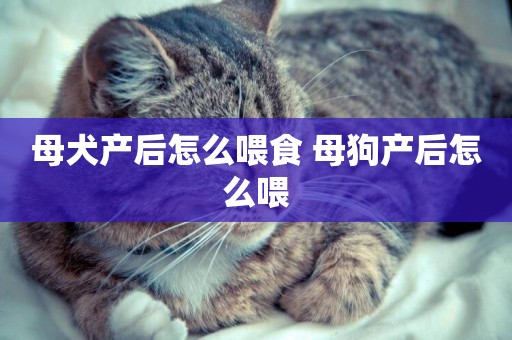 母犬產后怎么喂食 母狗產后怎么喂