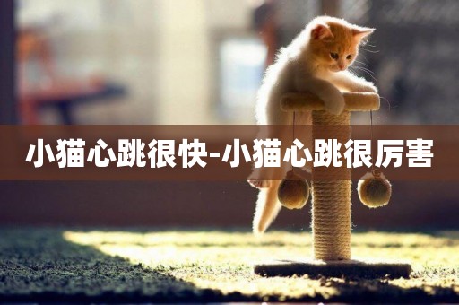 小貓心跳很快-小貓心跳很厲害