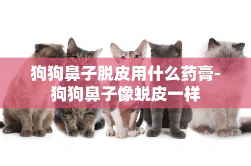 狗狗鼻子脫皮用什么藥膏-狗狗鼻子像蛻皮一樣