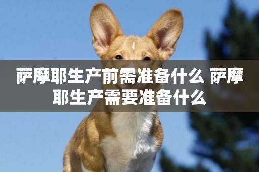 薩摩耶生產前需準備什么 薩摩耶生產需要準備什么