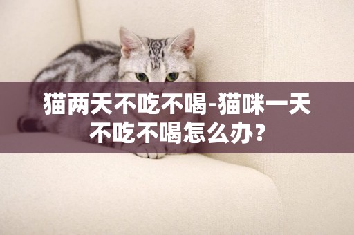 貓兩天不吃不喝-貓咪一天不吃不喝怎么辦？