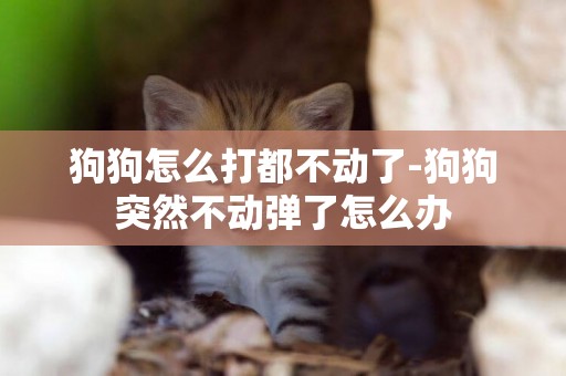 狗狗怎么打都不動了-狗狗突然不動彈了怎么辦