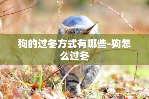 狗的過冬方式有哪些-狗怎么過冬
