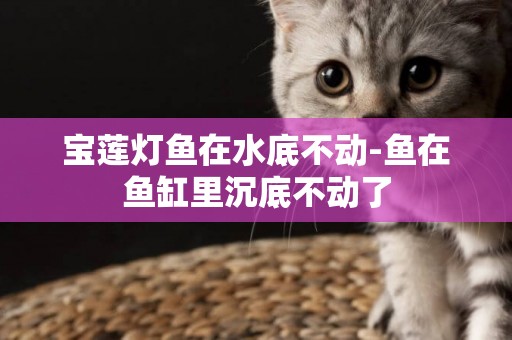 寶蓮燈魚在水底不動-魚在魚缸里沉底不動了