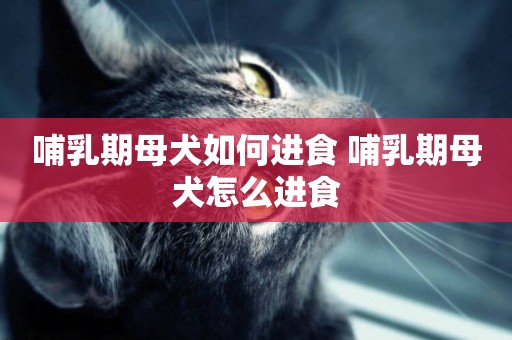 哺乳期母犬如何進食 哺乳期母犬怎么進食