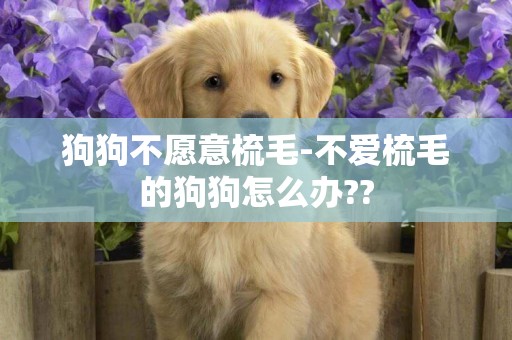 狗狗不愿意梳毛-不愛梳毛的狗狗怎么辦??
