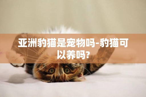 亞洲豹貓是寵物嗎-豹貓可以養嗎?