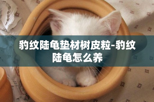 豹紋陸龜墊材樹皮粒-豹紋陸龜怎么養