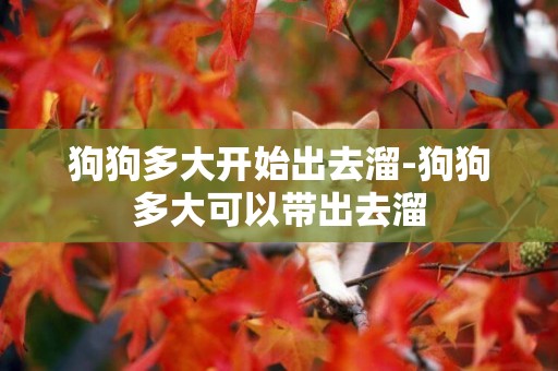 狗狗多大開始出去溜-狗狗多大可以帶出去溜