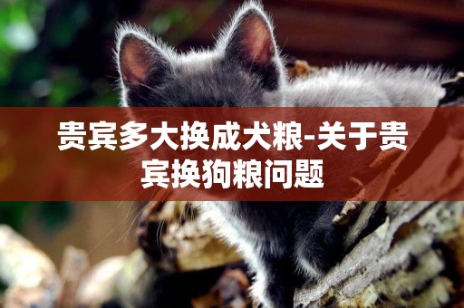 貴賓多大換成犬糧-關于貴賓換狗糧問題