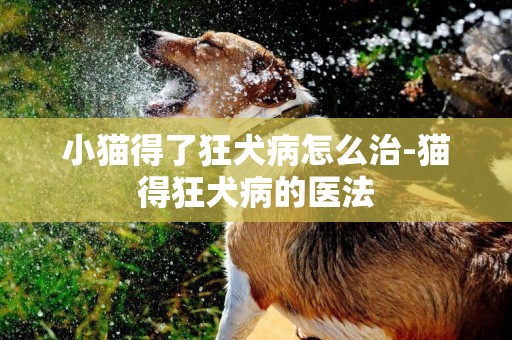 小貓得了狂犬病怎么治-貓得狂犬病的醫法