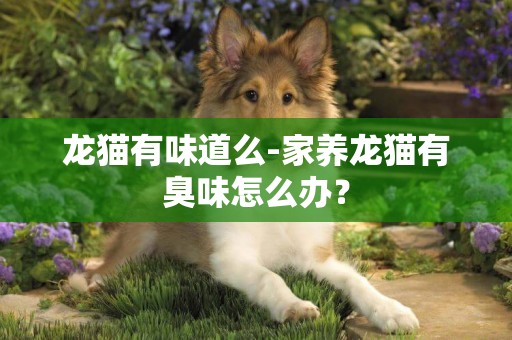 龍貓有味道么-家養龍貓有臭味怎么辦？