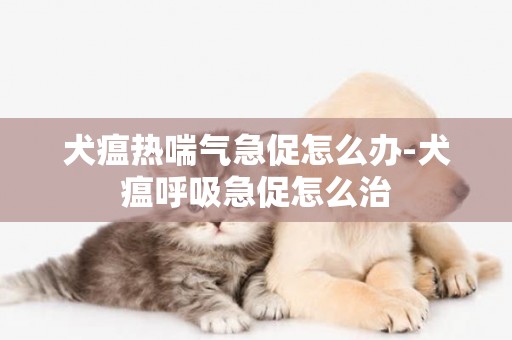 犬瘟熱喘氣急促怎么辦-犬瘟呼吸急促怎么治
