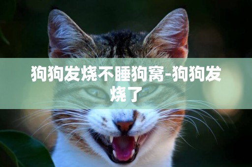 狗狗發燒不睡狗窩-狗狗發燒了