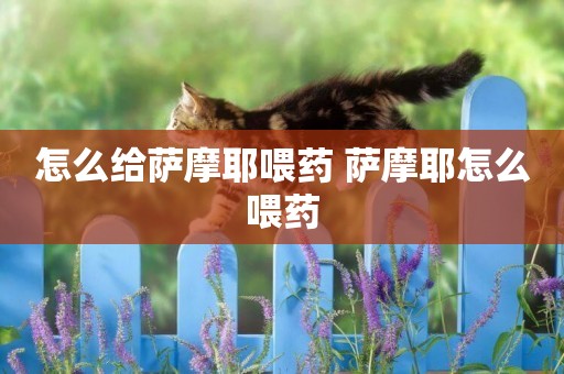 怎么給薩摩耶喂藥 薩摩耶怎么喂藥