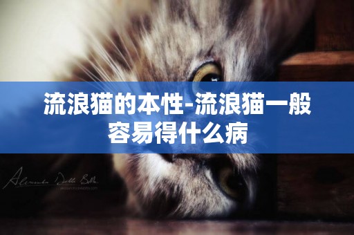 流浪貓的本性-流浪貓一般容易得什么病