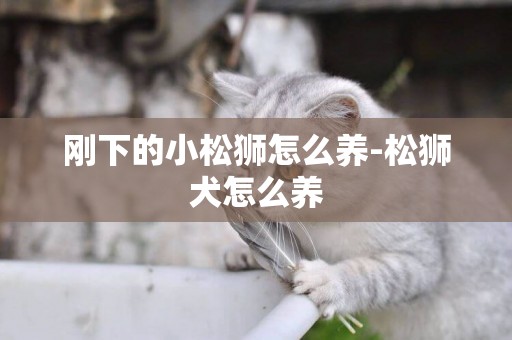 剛下的小松獅怎么養-松獅犬怎么養