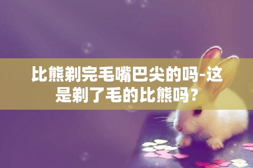 比熊剃完毛嘴巴尖的嗎-這是剃了毛的比熊嗎？