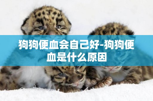 狗狗便血會自己好-狗狗便血是什么原因