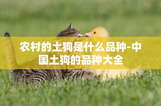 農村的土狗是什么品種-中國土狗的品種大全
