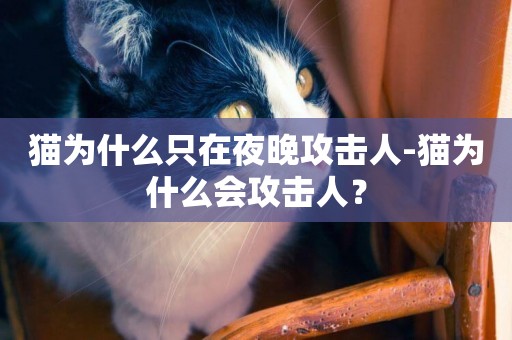 貓為什么只在夜晚攻擊人-貓為什么會攻擊人？