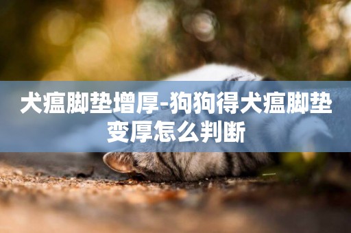 犬瘟腳墊增厚-狗狗得犬瘟腳墊變厚怎么判斷