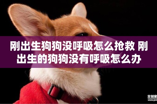 剛出生狗狗沒呼吸怎么搶救 剛出生的狗狗沒有呼吸怎么辦
