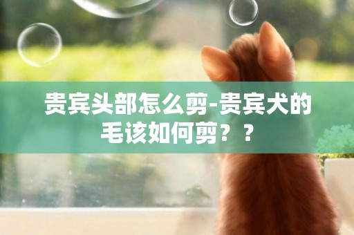 貴賓頭部怎么剪-貴賓犬的毛該如何剪？？