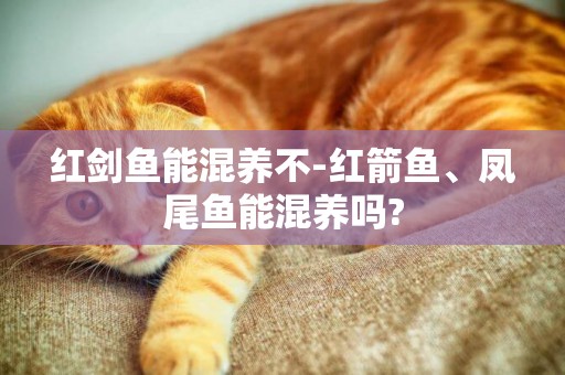 紅劍魚能混養不-紅箭魚、鳳尾魚能混養嗎?