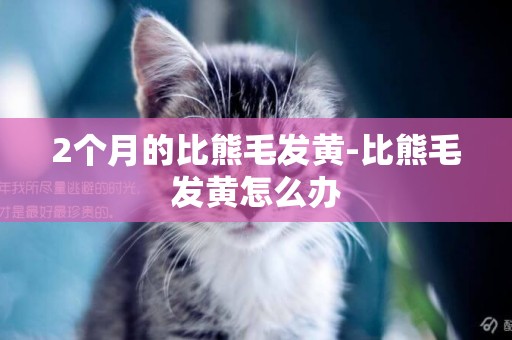 2個月的比熊毛發黃-比熊毛發黃怎么辦
