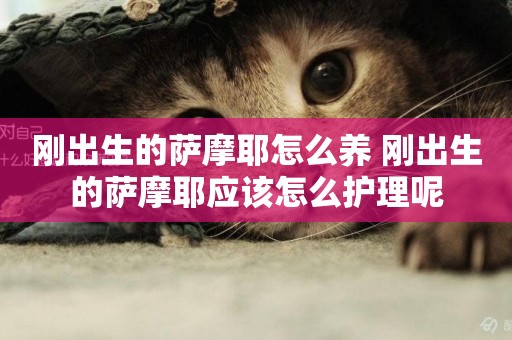 剛出生的薩摩耶怎么養 剛出生的薩摩耶應該怎么護理呢