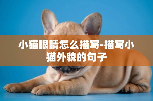 小貓眼睛怎么描寫-描寫小貓外貌的句子