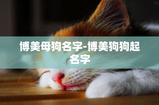 博美母狗名字-博美狗狗起名字