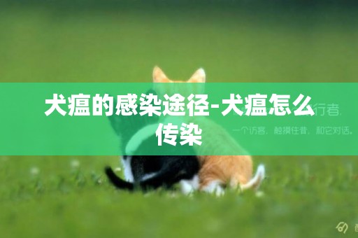 犬瘟的感染途徑-犬瘟怎么傳染