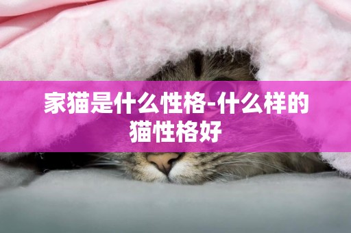 家貓是什么性格-什么樣的貓性格好