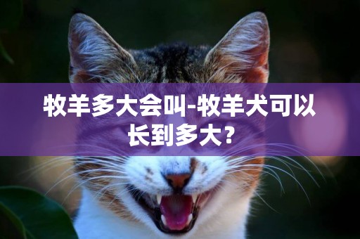 牧羊多大會叫-牧羊犬可以長到多大？