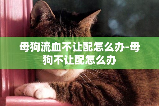 母狗流血不讓配怎么辦-母狗不讓配怎么辦
