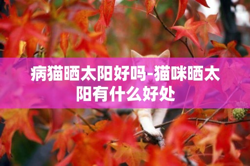 病貓曬太陽好嗎-貓咪曬太陽有什么好處