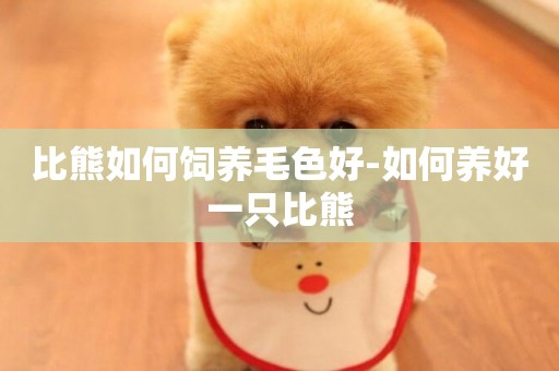 比熊如何飼養毛色好-如何養好一只比熊