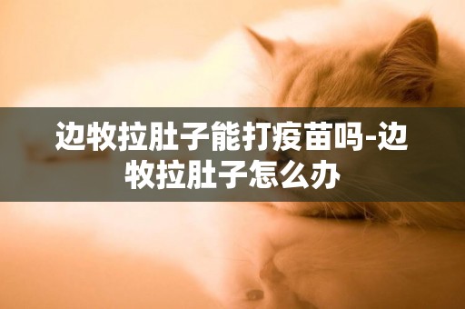 邊牧拉肚子能打疫苗嗎-邊牧拉肚子怎么辦