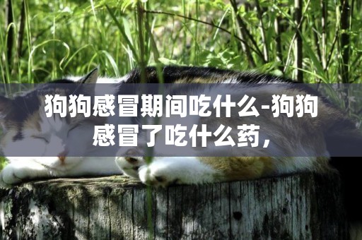 狗狗感冒期間吃什么-狗狗感冒了吃什么藥，