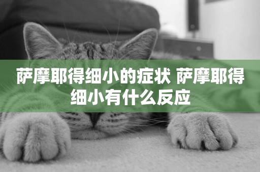 薩摩耶得細小的癥狀 薩摩耶得細小有什么反應