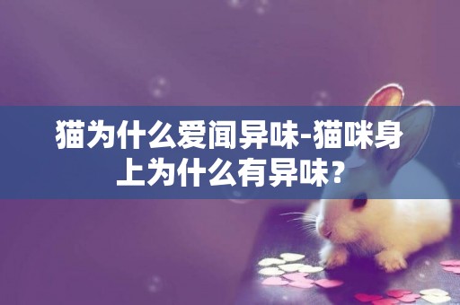 貓為什么愛聞異味-貓咪身上為什么有異味？