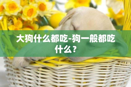 大狗什么都吃-狗一般都吃什么？