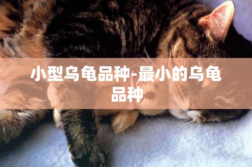 小型烏龜品種-最小的烏龜品種