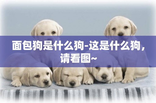 面包狗是什么狗-這是什么狗，請看圖~