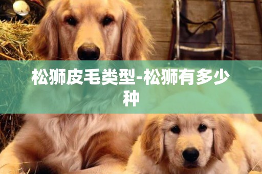 松獅皮毛類型-松獅有多少種