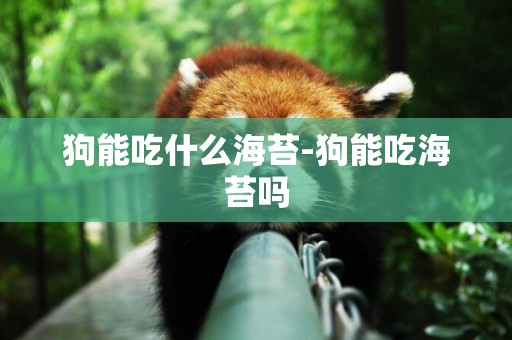 狗能吃什么海苔-狗能吃海苔嗎
