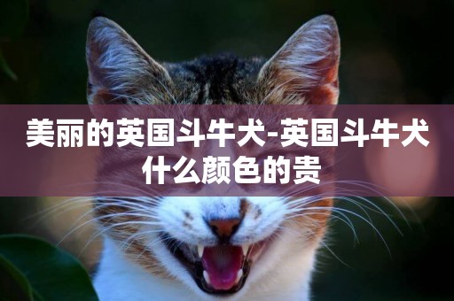 美麗的英國斗牛犬-英國斗牛犬 什么顏色的貴